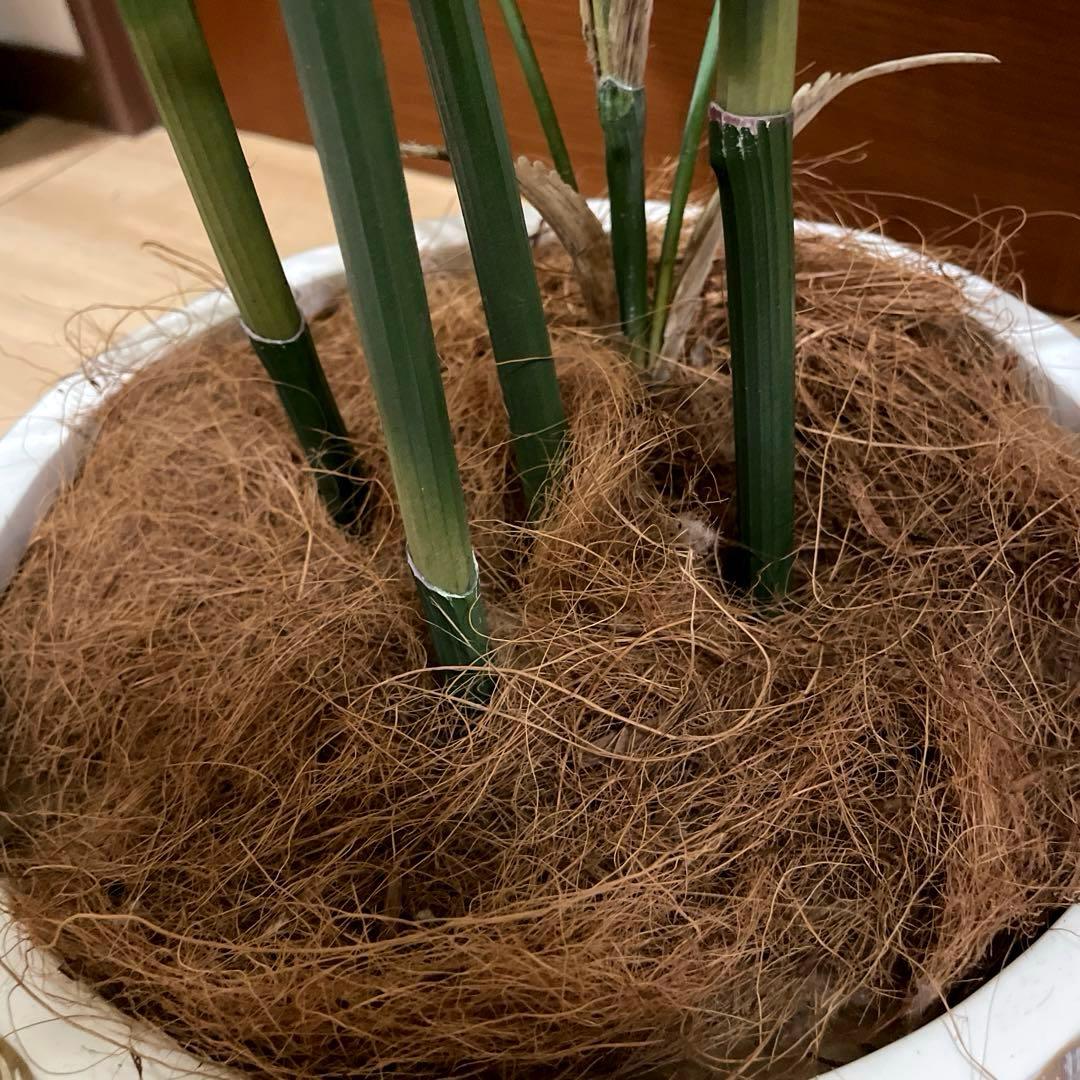 【港区にて直接お渡しも可能】　エミリオ　ロバ　パーム　グリーン