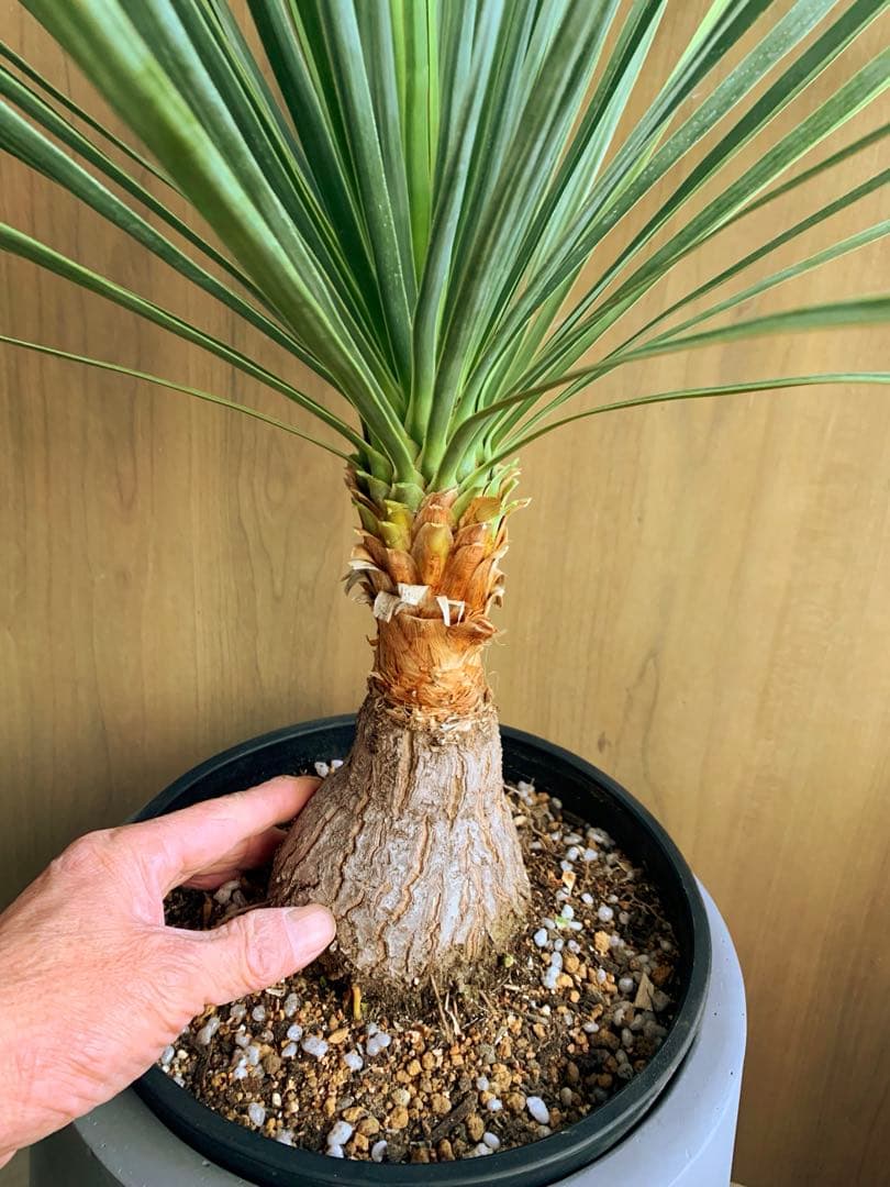 ボーカルネア・ストリクタ