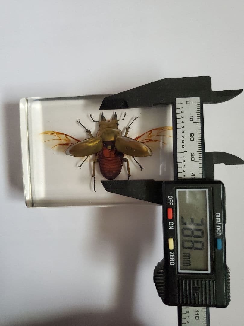 オウゴンオニクワガタ　樹脂標本　ウェイト