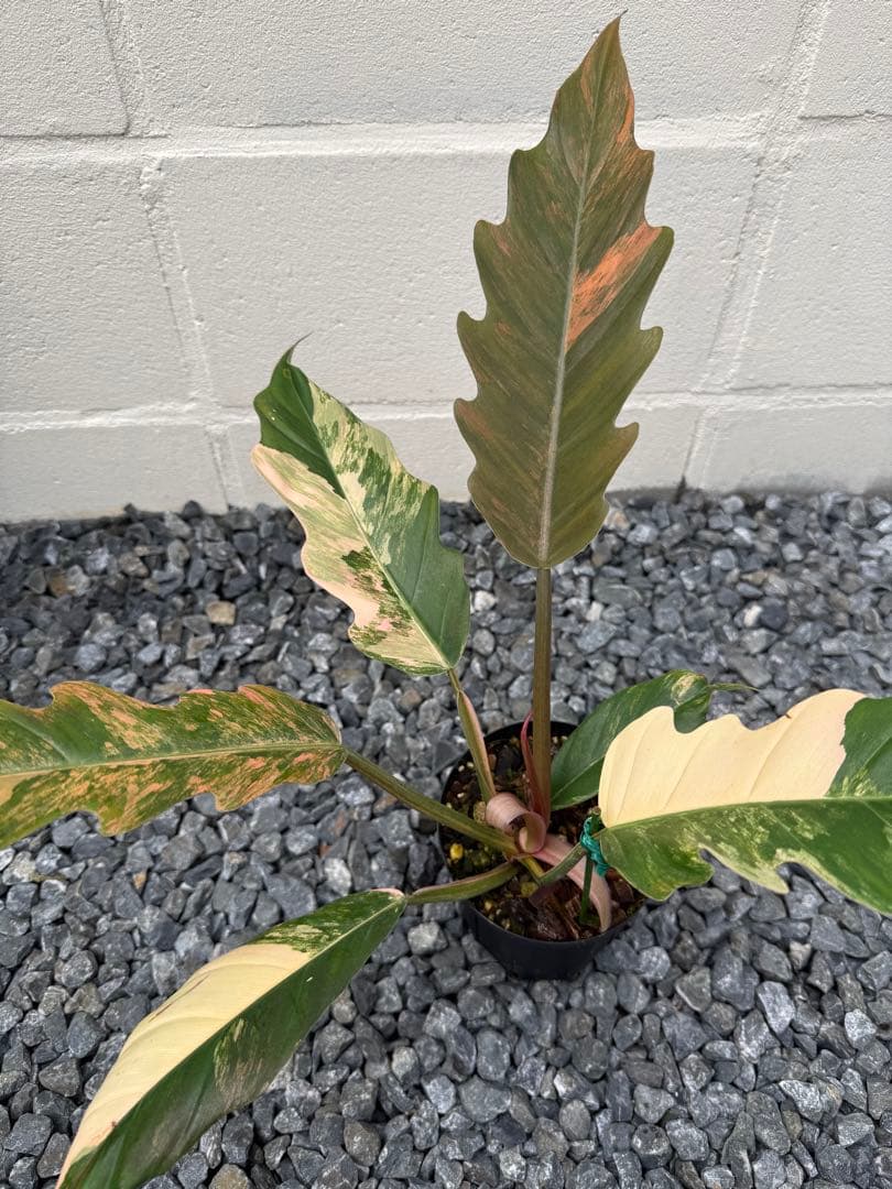 フィロデンドロン　キャラメル　マーブル