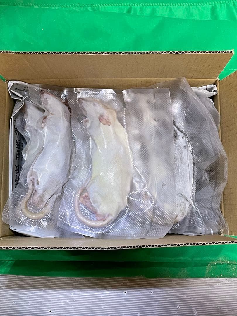 【tingachan】冷凍ラット