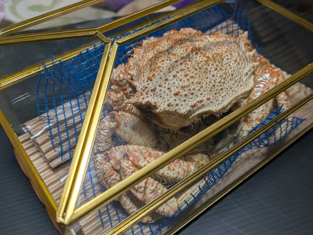 立体リアル標本飾り　トゲクリガニ　クリガニ　青森県産　陸奥湾　ガラスケース入り品
