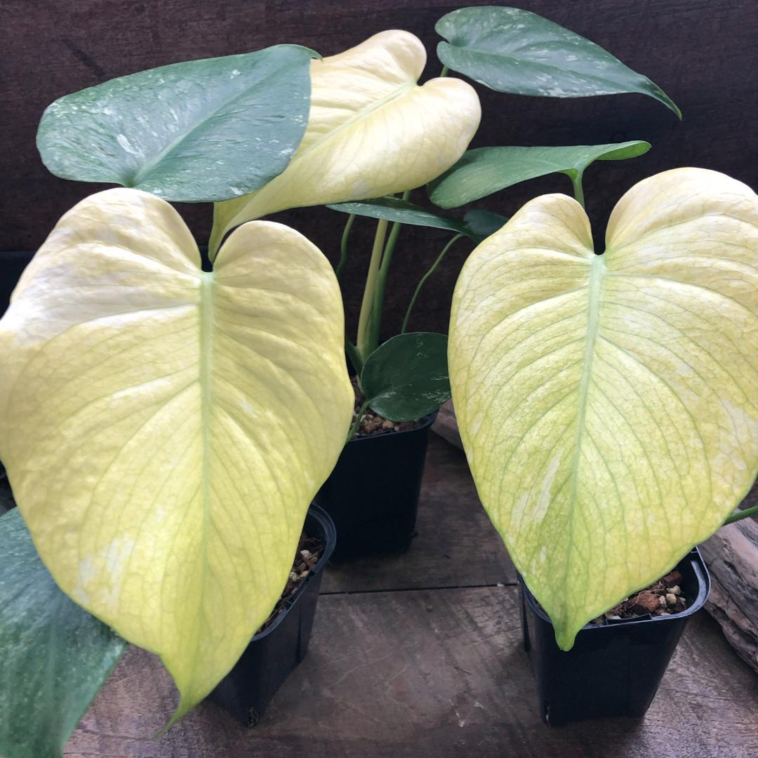 ★ポットごと♡ホワイトモンスター♡モンステラ♡希少♡観葉植物