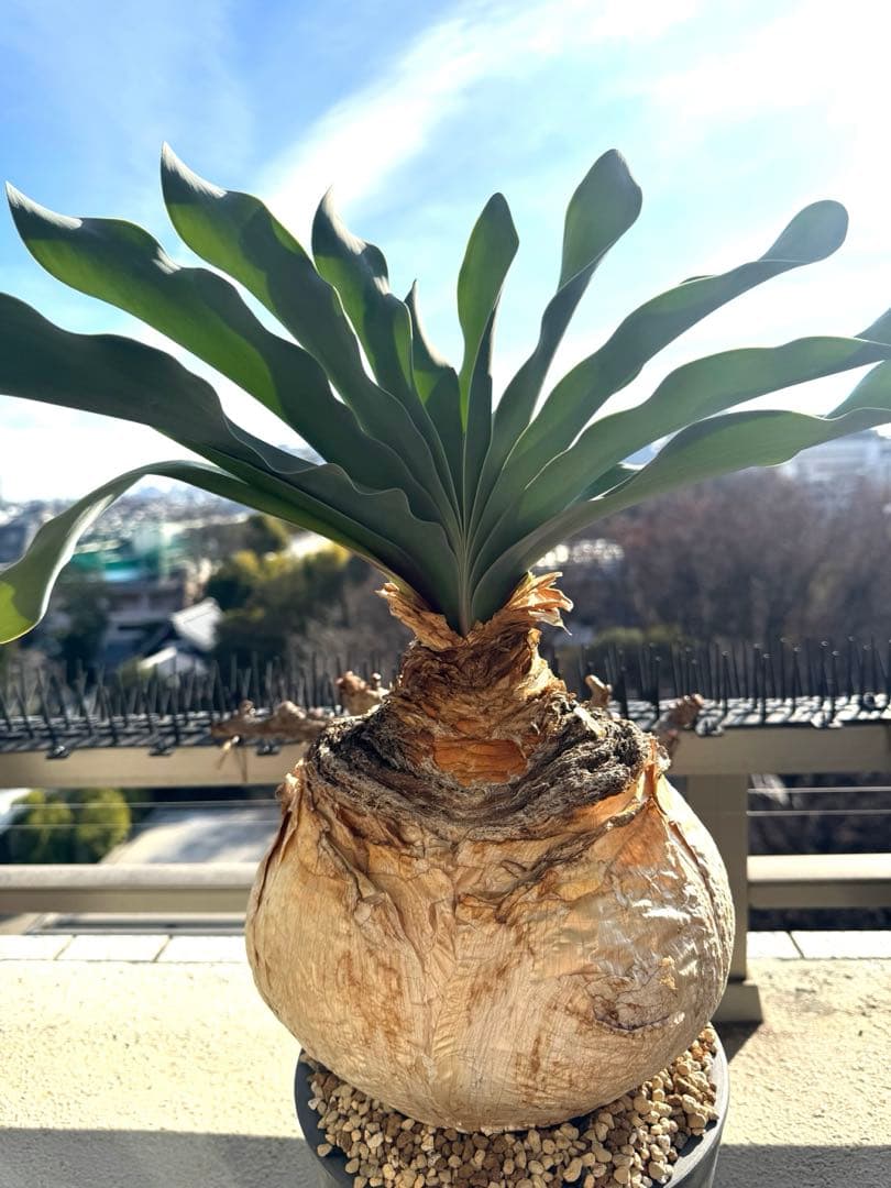 超美形 現地球ブーファン ハエマンソイデス 特大 発根済み