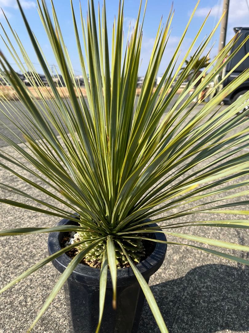 ゴナ‼️ ユッカ　ロストラータ　20