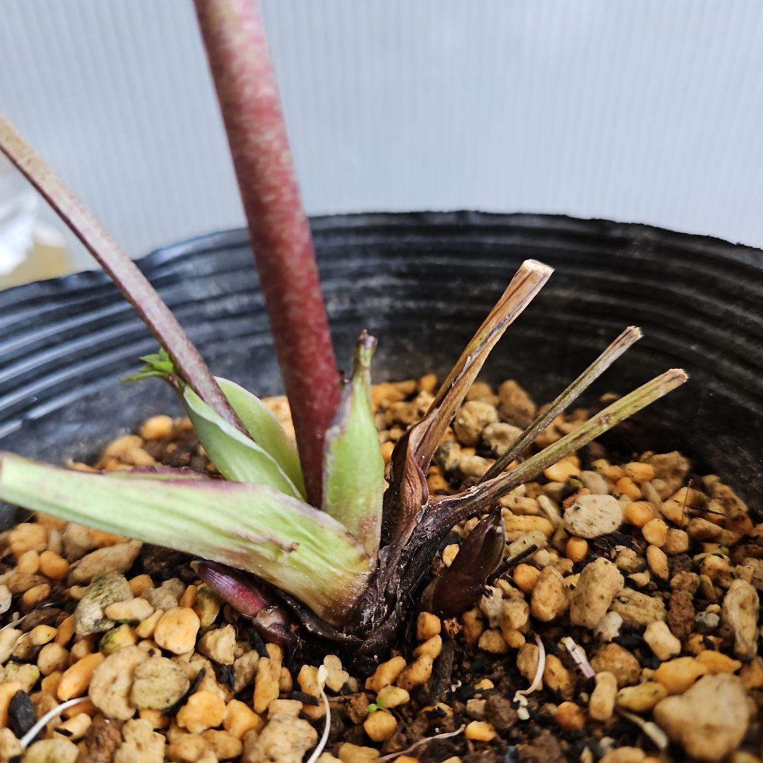 ㉖-271クリスマスローズ