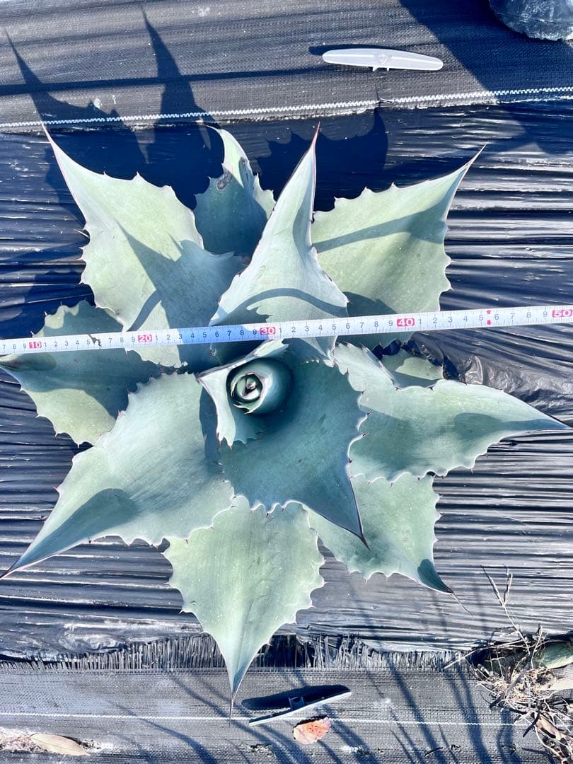 【‼︎美形大株‼︎】アガベ　オバティフォリア