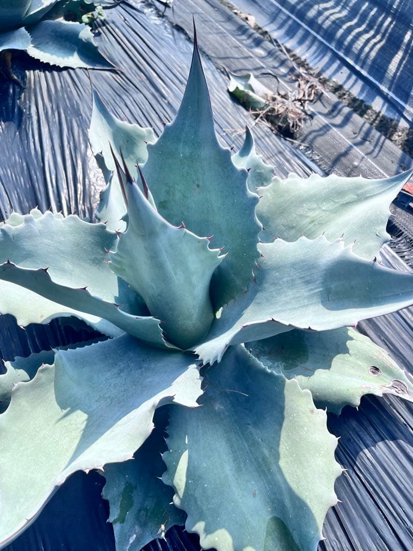 【‼︎美形大株‼︎】アガベ　オバティフォリア