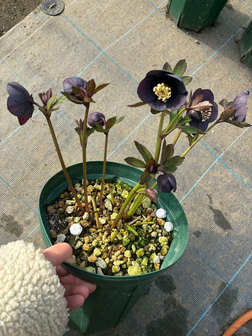 16日まで　クリスマスローズ　ダーク系　セミダブル　７寸　お値下げ可能