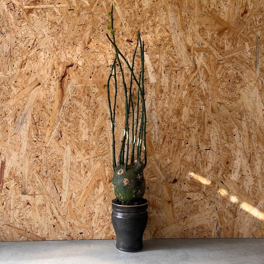 シ*ク様 現地球　アデニア　プセウドグロボーサ　Adenia pseudoglo