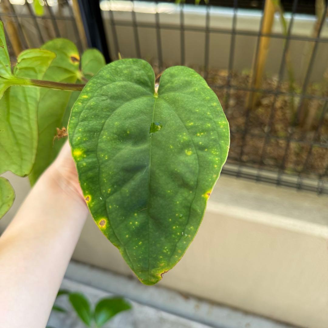 レア！　dressleri Anthurium アンスリウム　ドレスレリ