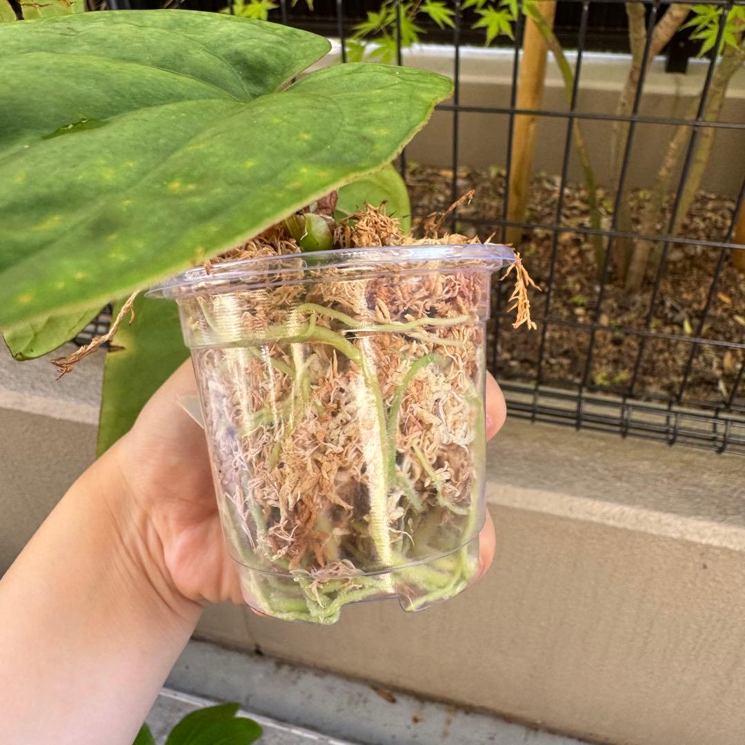 レア！　dressleri Anthurium アンスリウム　ドレスレリ