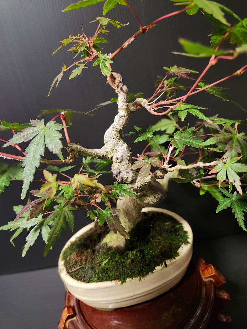 【お年玉価格】紅葉 もみじ 紅葉盆栽 もみじ盆栽 楓 カエデ　模様木