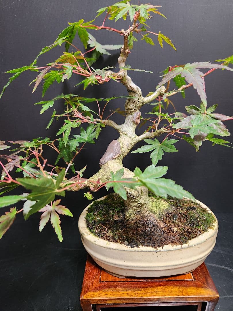 【お年玉価格】紅葉 もみじ 紅葉盆栽 もみじ盆栽 楓 カエデ　模様木
