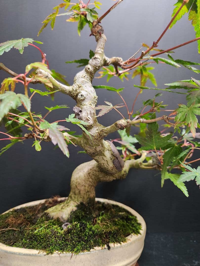 【お年玉価格】紅葉 もみじ 紅葉盆栽 もみじ盆栽 楓 カエデ　模様木