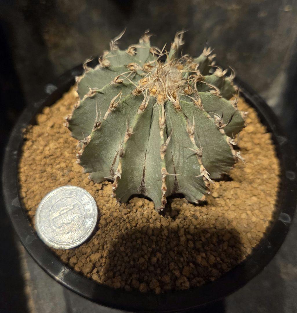 メキシカーナ　特大