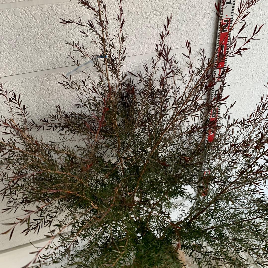 メラレウカ　カッパーグロー　ティーツリー　ブラック　紅葉　銅葉　46