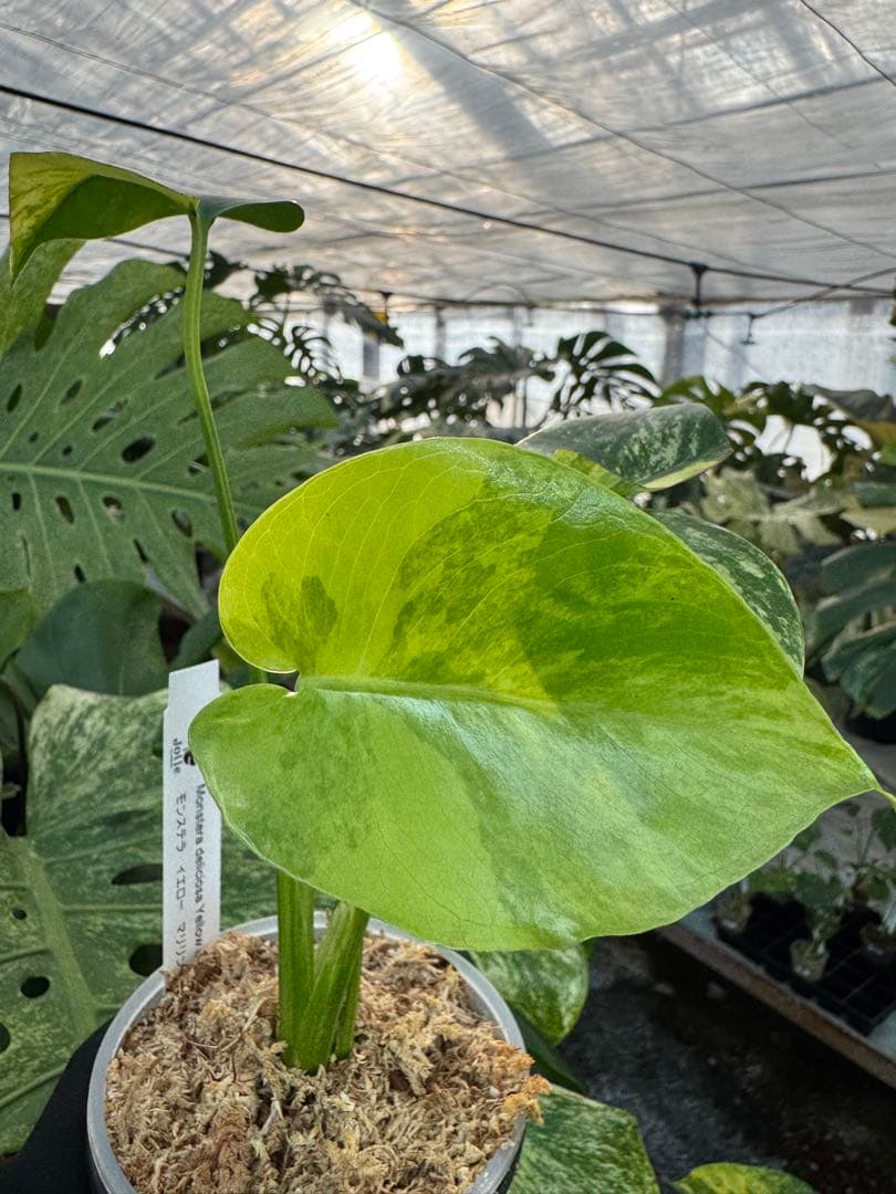 G5モンステラ　イエローマリリン　黄斑入り