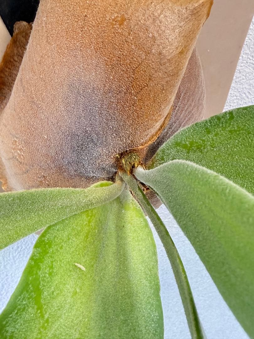 ビカクシダ  White x bogor suddan OC 子株出品