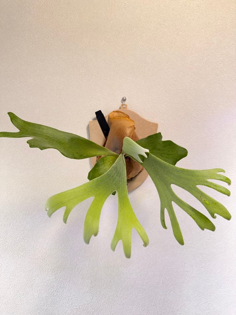 ビカクシダ  White x bogor suddan OC 子株出品