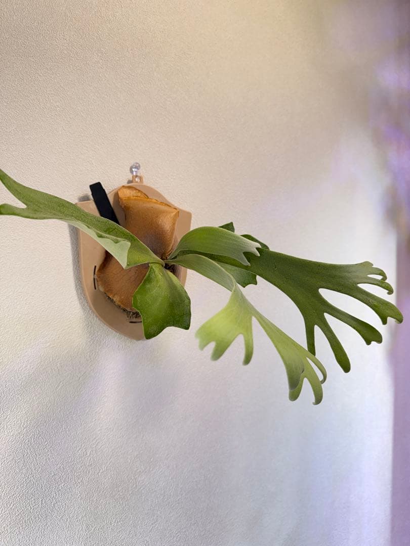 ビカクシダ  White x bogor suddan OC 子株出品