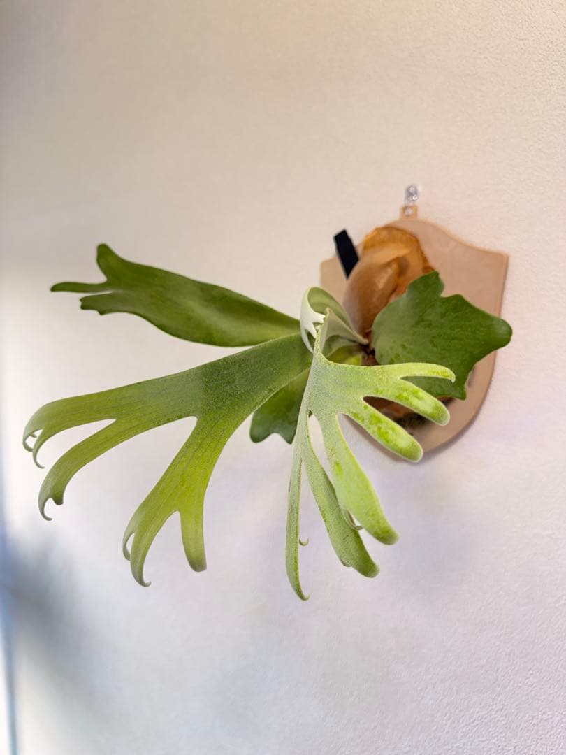 ビカクシダ  White x bogor suddan OC 子株出品