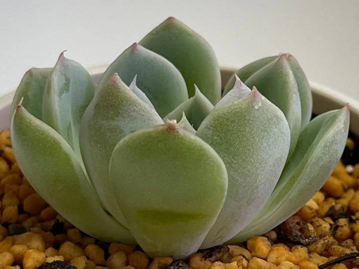 ❤️専用❤️ミックスベリア❤️ピーチック❤️抜き苗♪               札なし