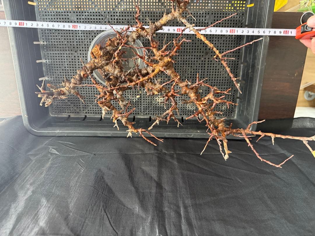 ③送料無料　コミフォラ　エイル