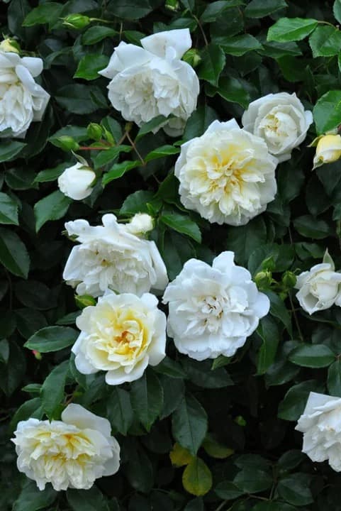 専用蘭丸&桃子様【バラ「超」大苗】アルベリック バルビエ（つるバラ）