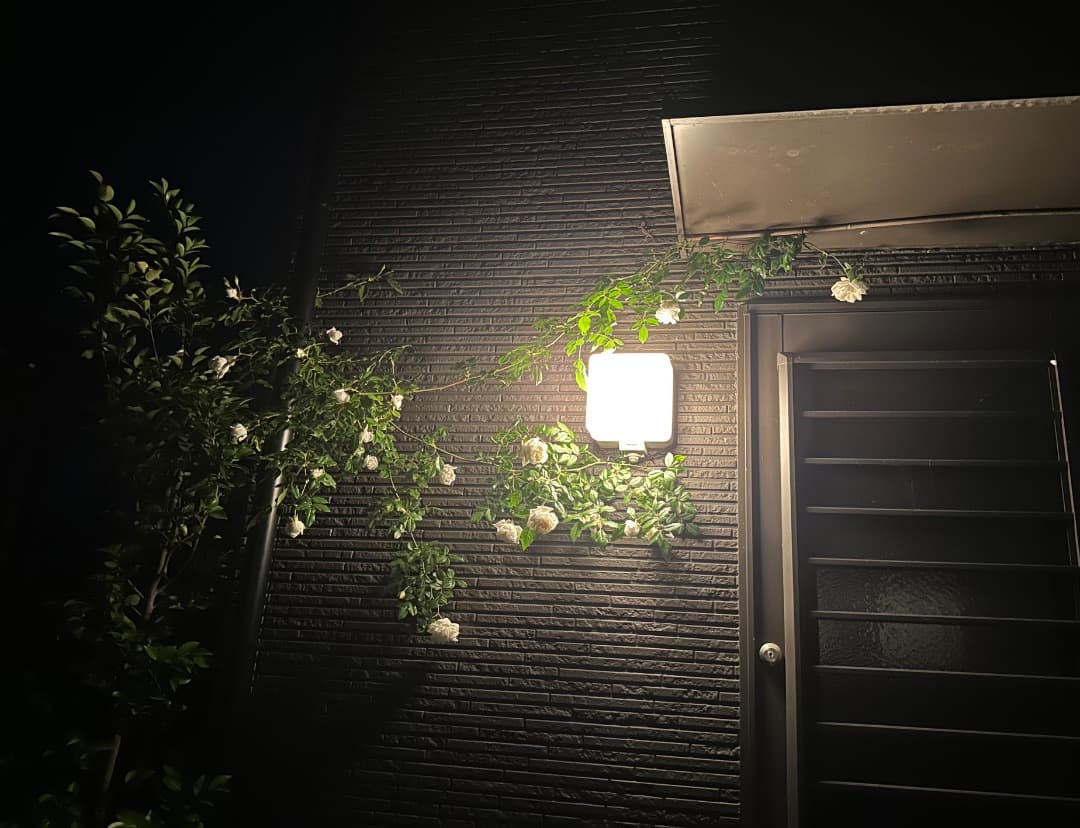 専用蘭丸&桃子様【バラ「超」大苗】アルベリック バルビエ（つるバラ）