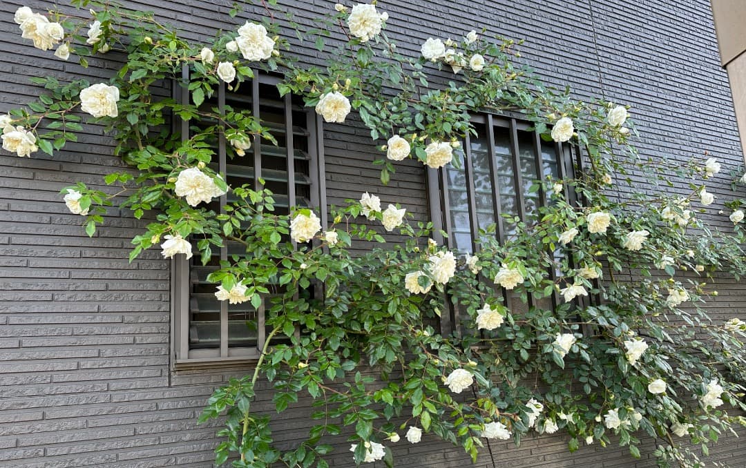 専用蘭丸&桃子様【バラ「超」大苗】アルベリック バルビエ（つるバラ）