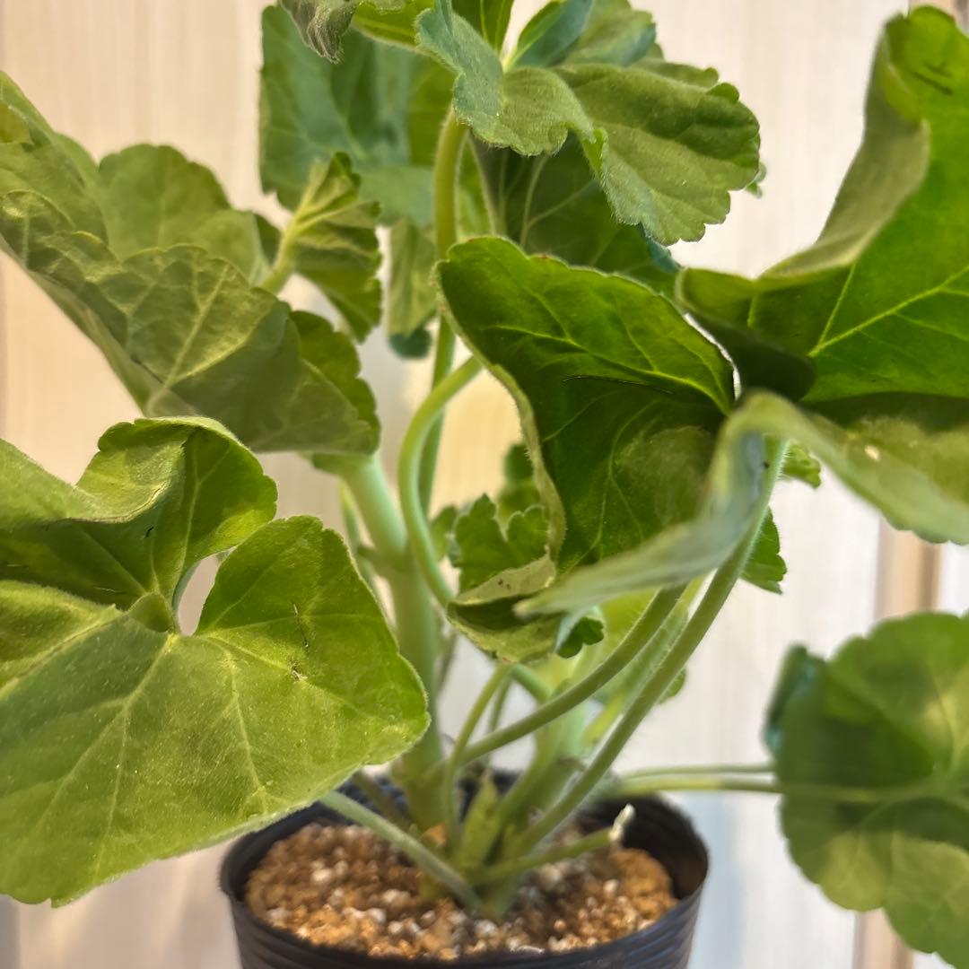 専用リンク　ラナンキュラス咲ゼラニウム　新品種激レア品種ゼラニウム　RL01