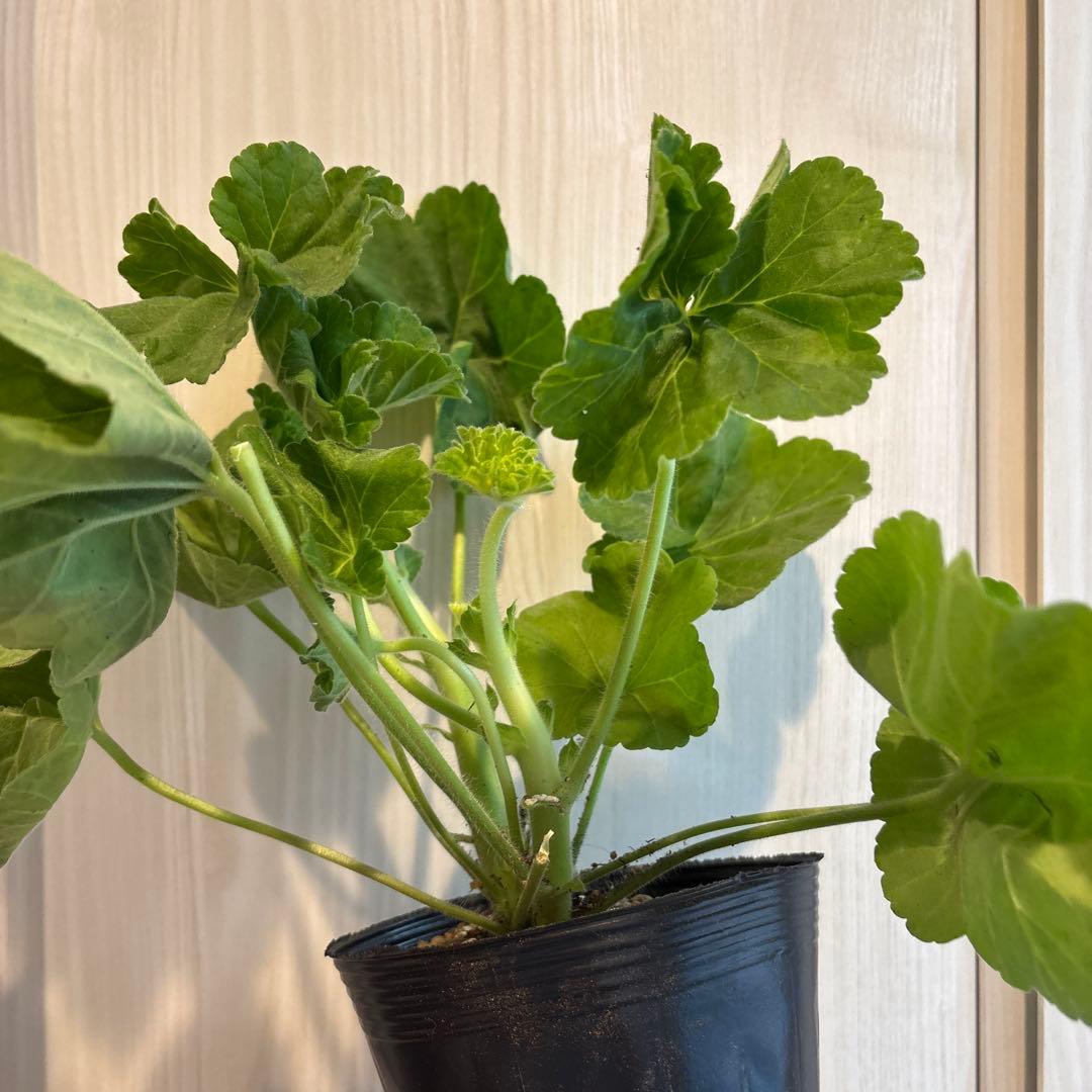 専用リンク　ラナンキュラス咲ゼラニウム　新品種激レア品種ゼラニウム　RL01