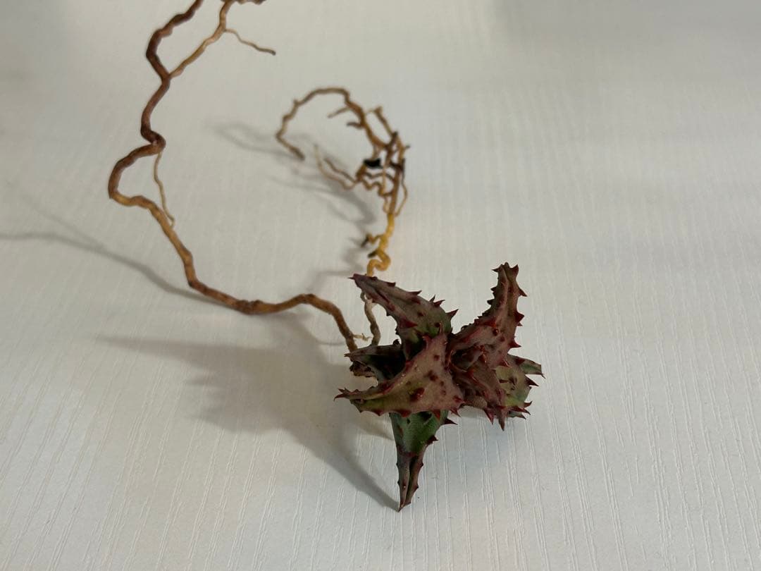 【期間限定出品】 Aloe castilloniae子株③