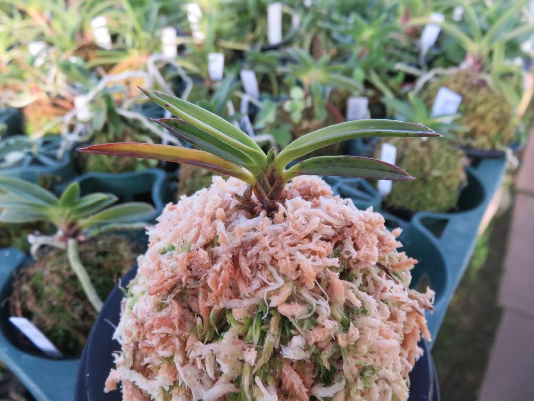 富貴蘭（金牡丹縞）