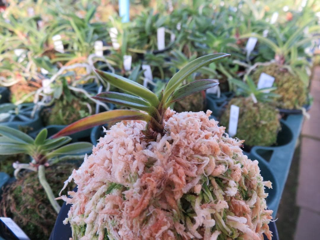 富貴蘭（金牡丹縞）