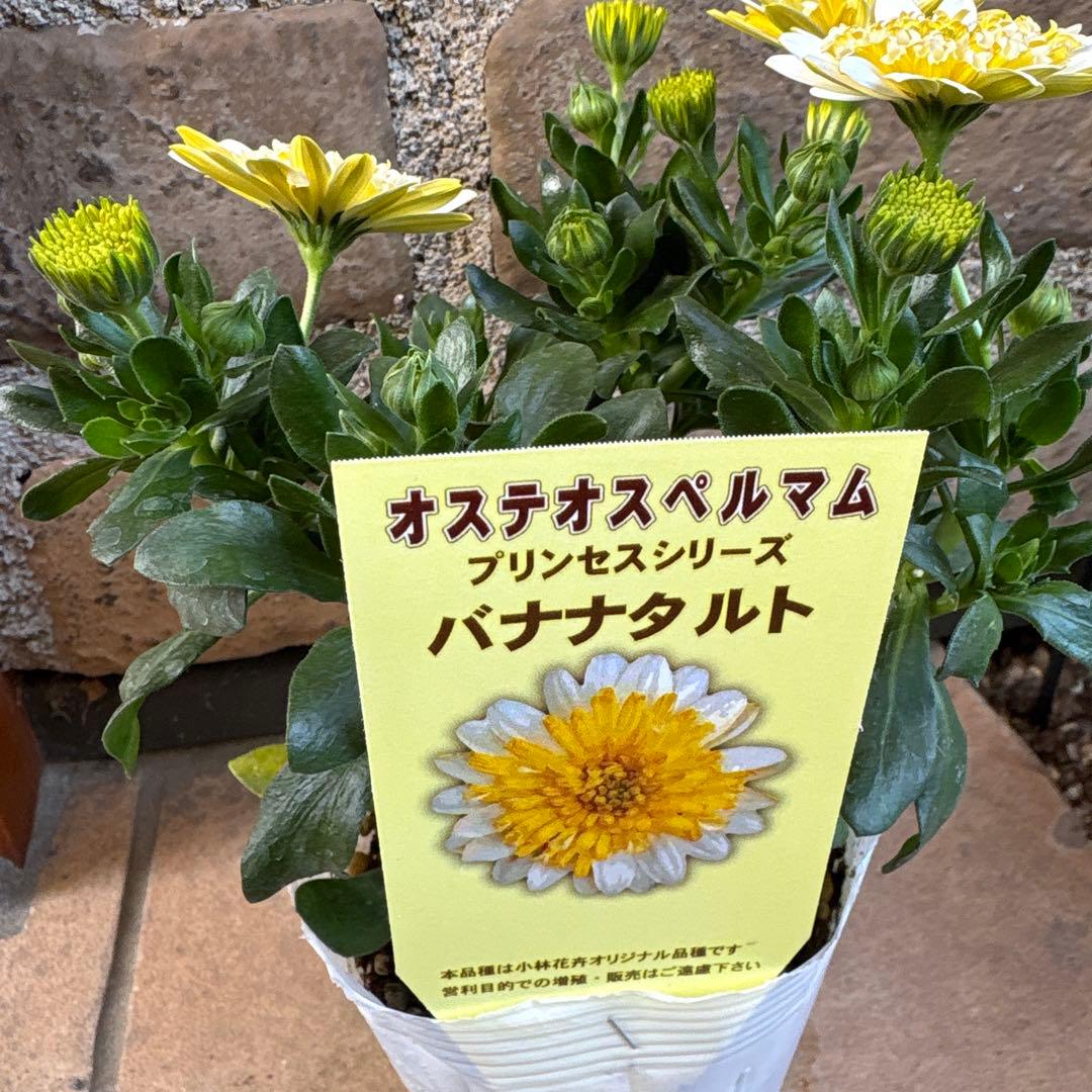 オステオスペルマム・バナナタルト