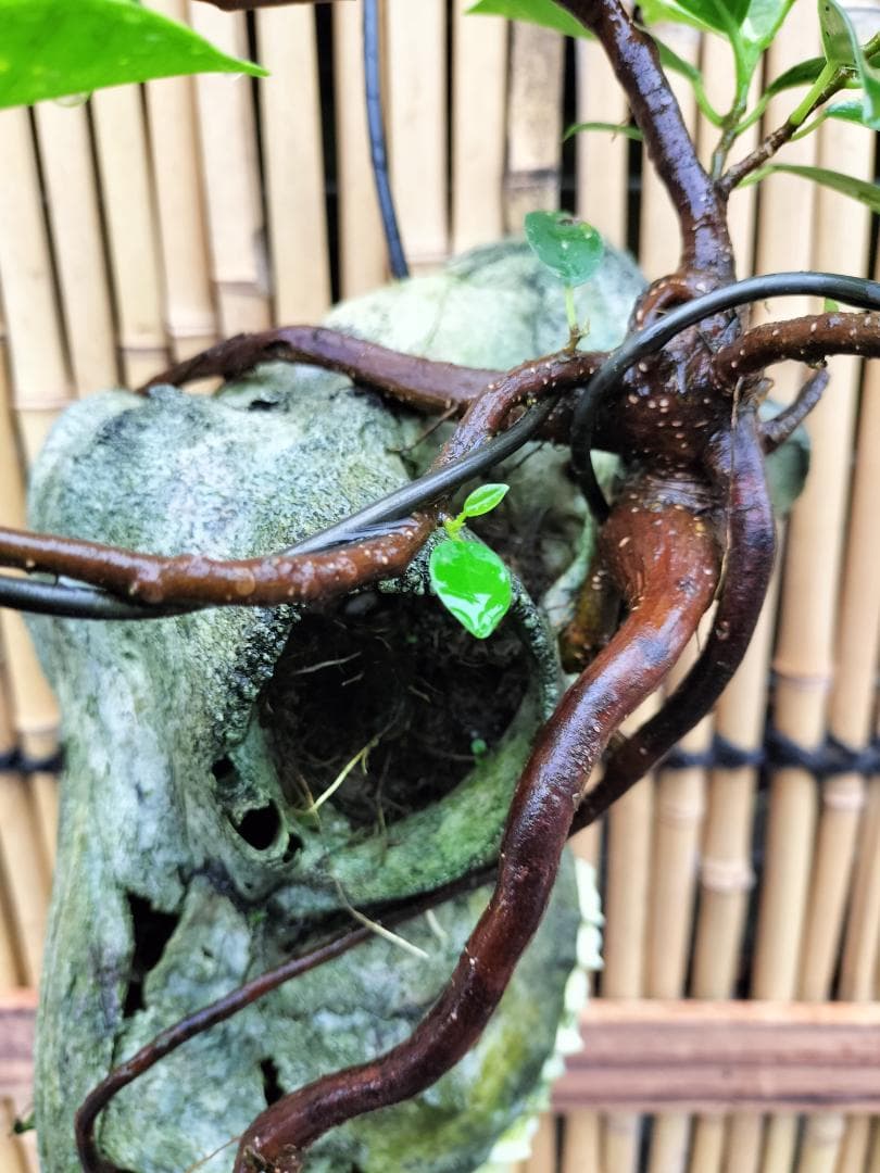 ゴートスカル盆栽