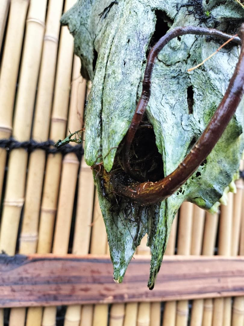 ゴートスカル盆栽