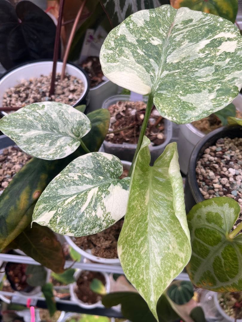 【上質斑】　モンステラ　デリシオーサ　レガシー　斑入り　発根済み