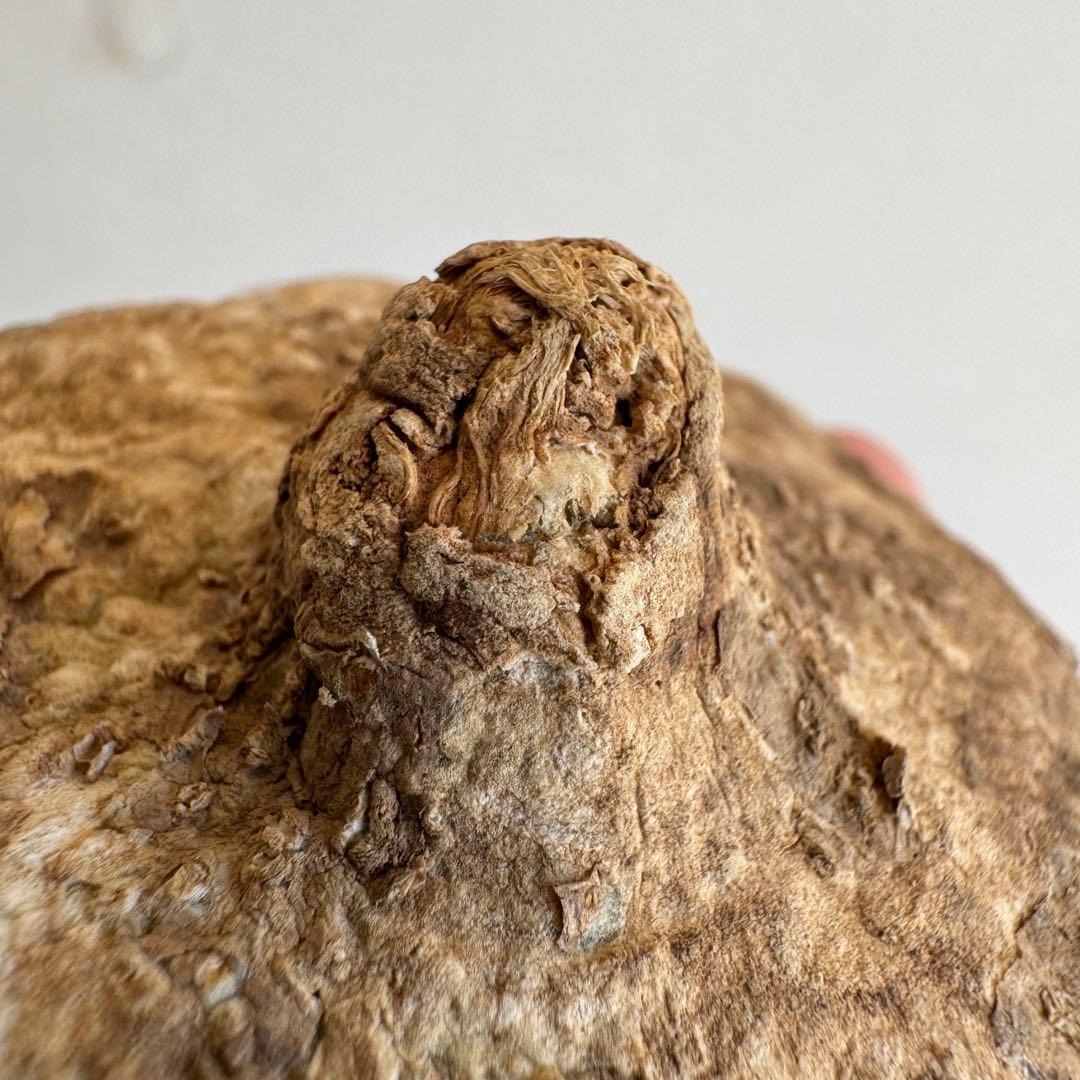 19.アデニア・オバタ 輸入直後ベアルート株　Adenia Ovata