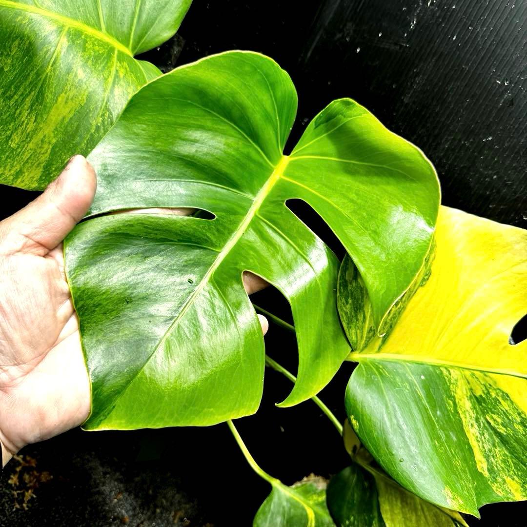 て*り様 斑入りモンステラボルシギアナオーレア黄斑4号鉢植え48cm発根済み安心