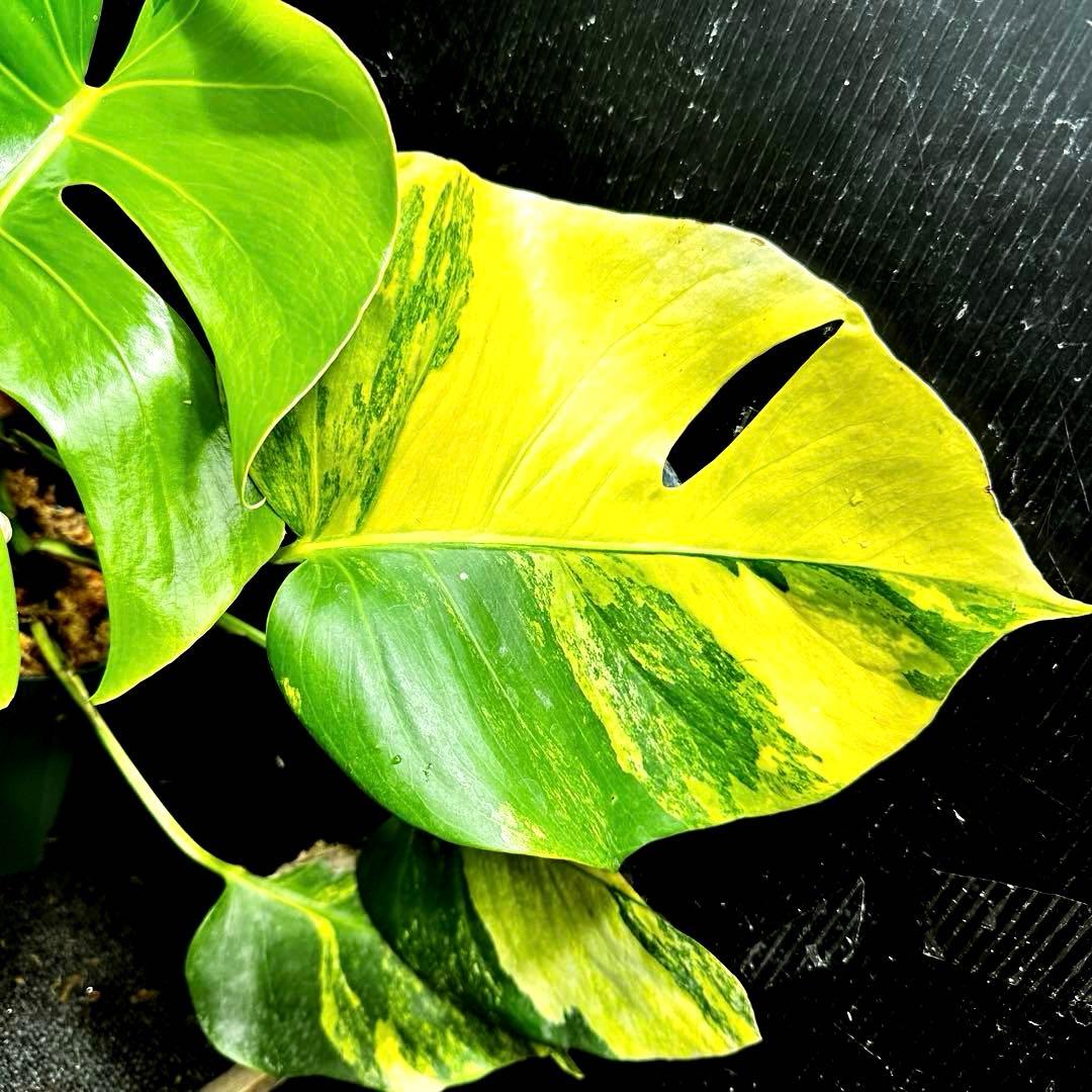 て*り様 斑入りモンステラボルシギアナオーレア黄斑4号鉢植え48cm発根済み安心
