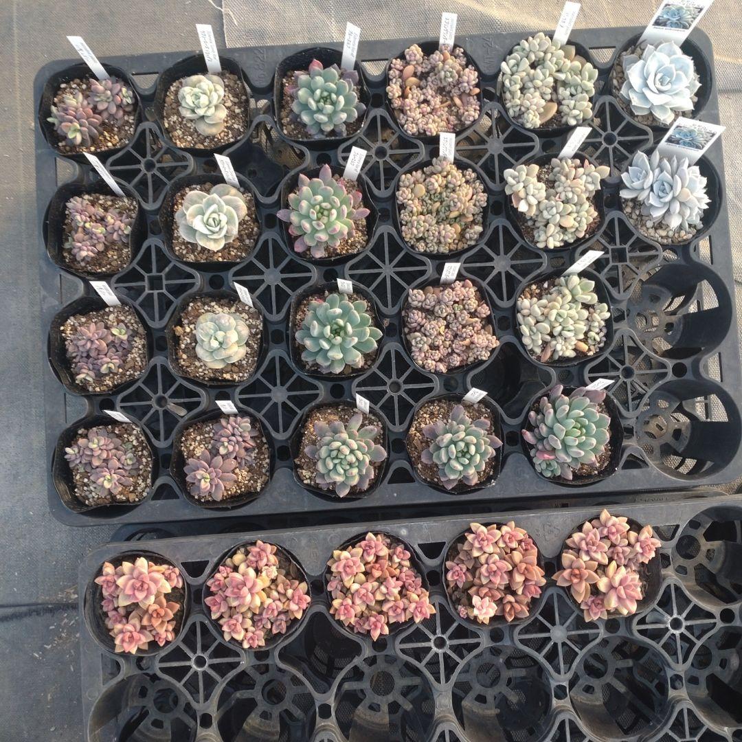 ☆彩之助☆さん専用