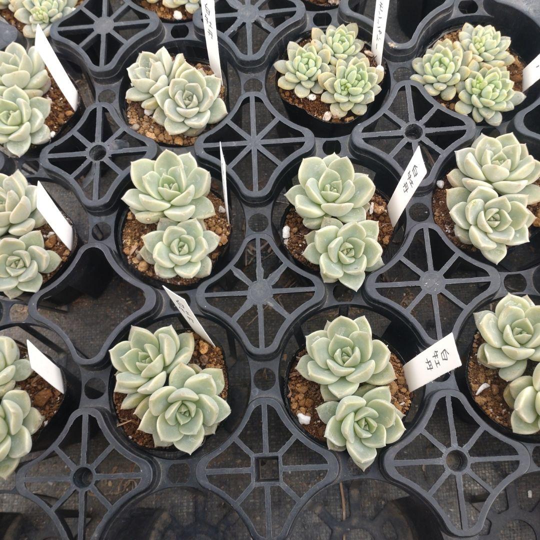 ☆彩之助☆さん専用