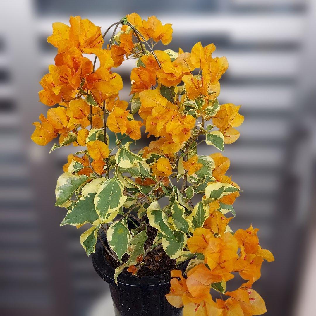 ブーゲンビリア斑入りオレンジ‼️No.62　 らくらくメルカリ便発送‼️