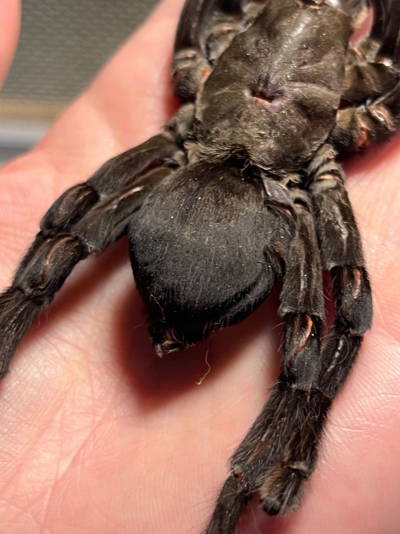 【色残抜群】タイランドビッグブラックアースタイガータランチュラ標本LS15cm程