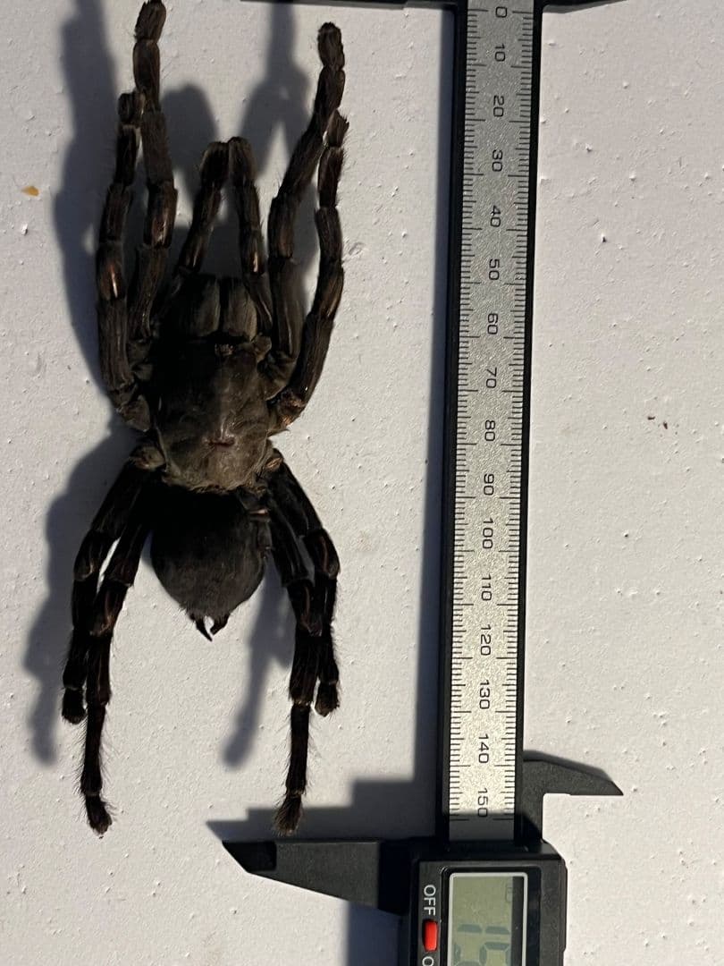 【色残抜群】タイランドビッグブラックアースタイガータランチュラ標本LS15cm程