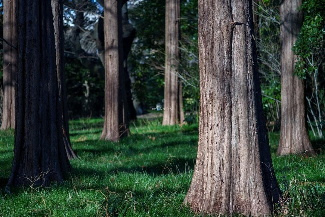 極彩色の中望遠！Carl zeiss Sonnar 100mm F3.5 MMJ