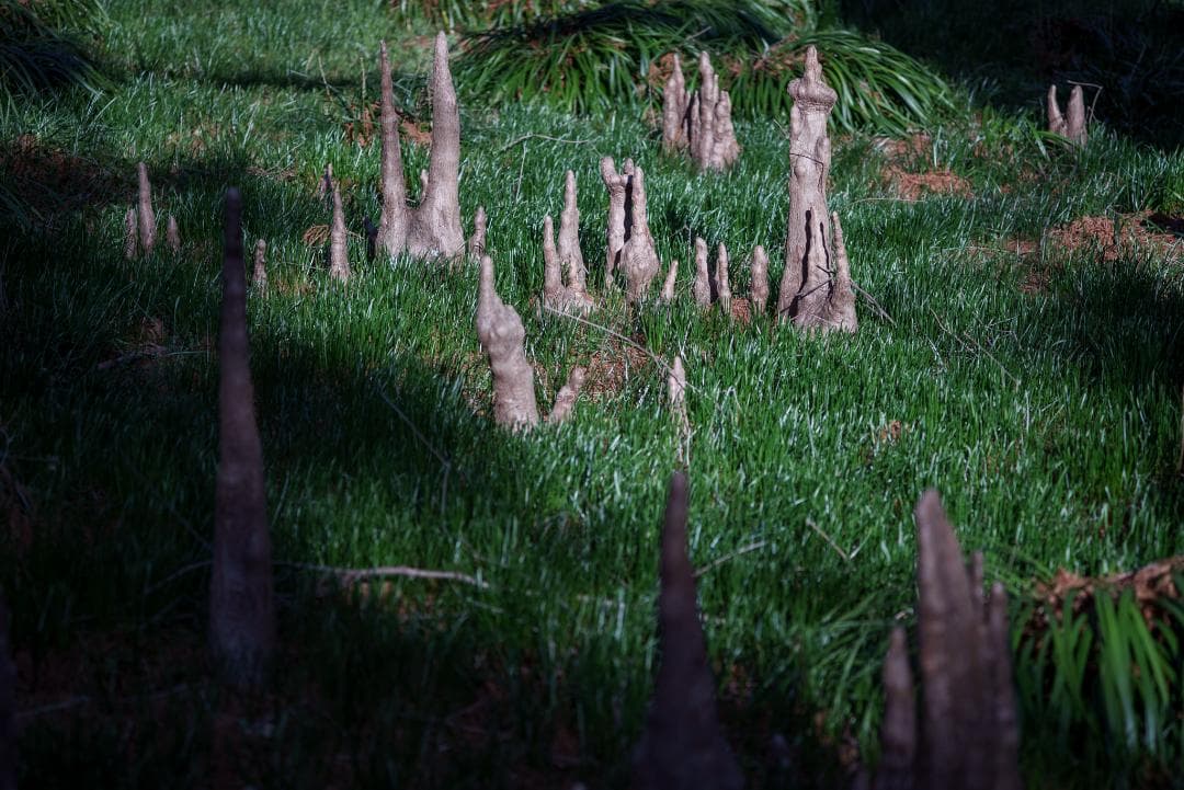 極彩色の中望遠！Carl zeiss Sonnar 100mm F3.5 MMJ